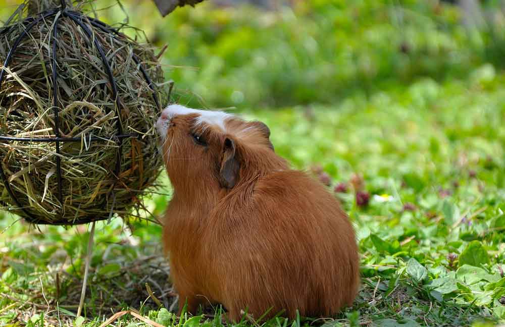 Bitte um Futterspenden – Wer kann helfen?