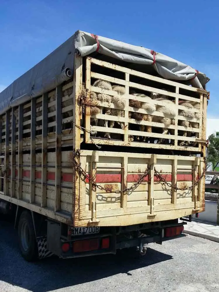 „Qualvolle Tiertransporte“ – Das Leiden der Rinder