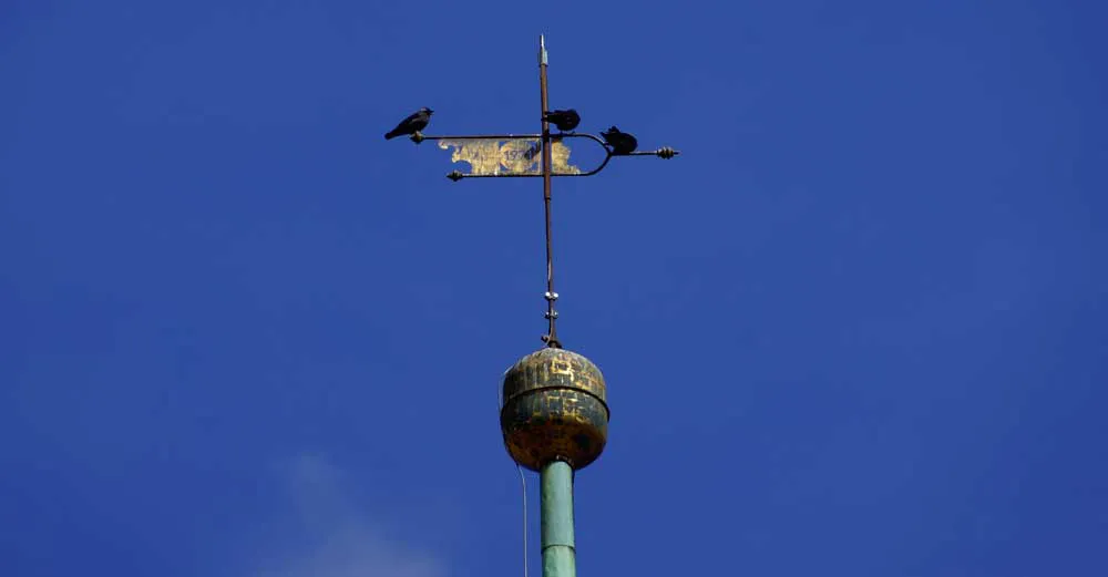 Der Turmfalke