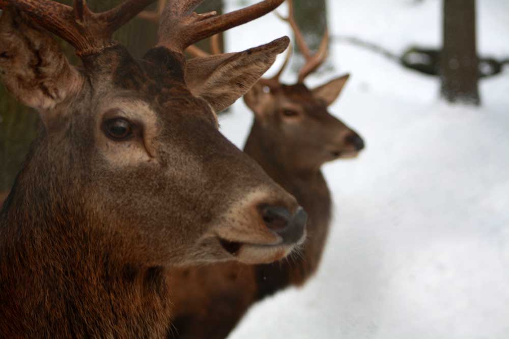 Achtung – Notzeit für unser Wild!