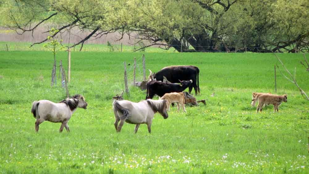 10 Jahre Naturschutzgebiet Hutelandschaft Rodachaue