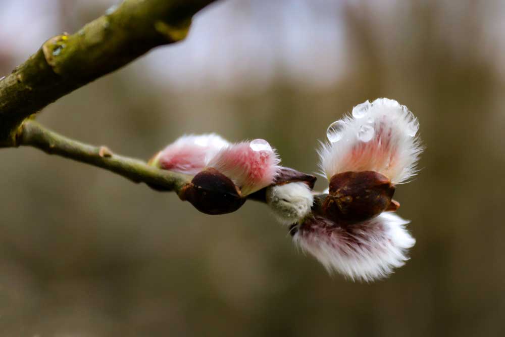 Guten Morgen Frühling!