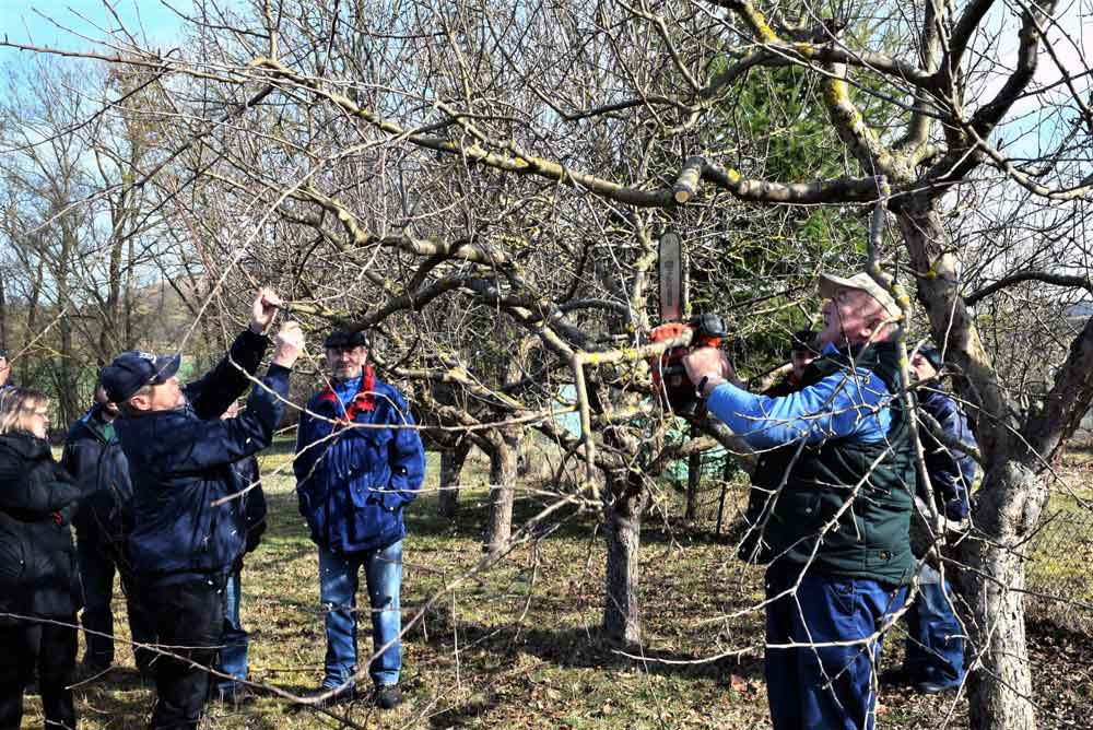 Einladung zum Baumschnittkurs am Sonntag, dem 24. März 2019