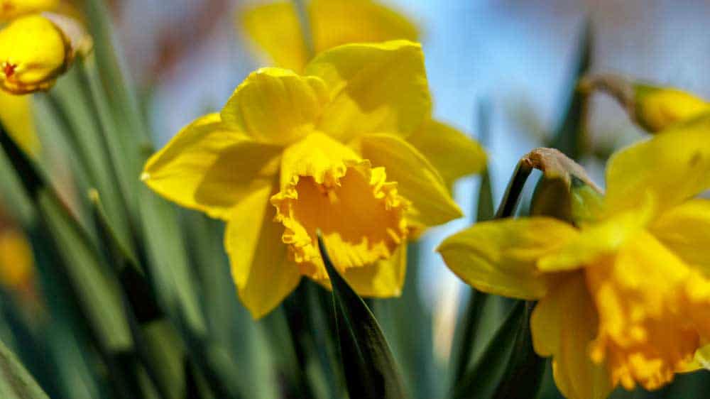 „Frühlingserwachen in Westenfeld“