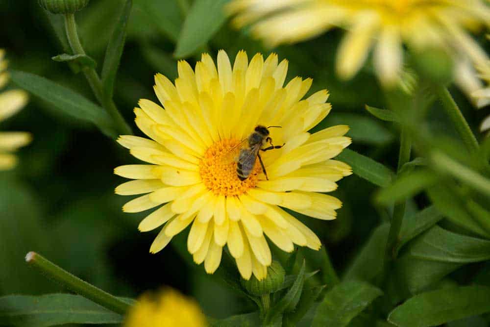 Viele Hobbyimker des Landkreises sind nicht organisiert