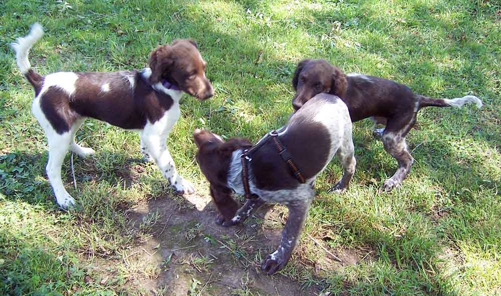 Welpenspielstunden bei den Schleusinger Hundefreunden