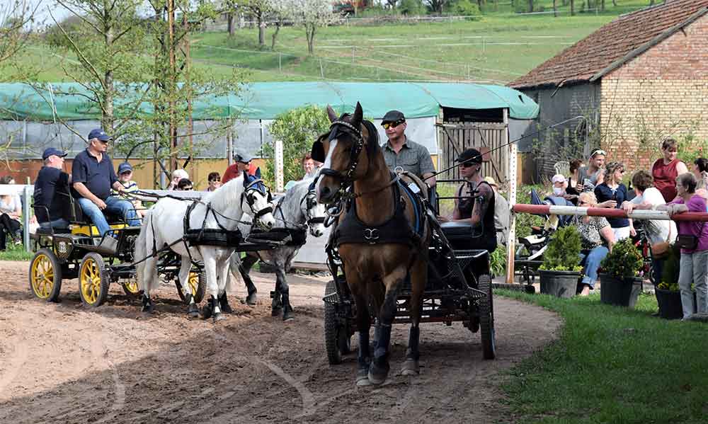 Traditionelles Fahrturnier auf Gut Buchenhof