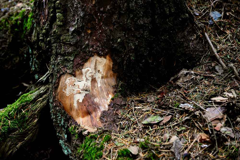 Das Thüringer Forstamt Heldburg informiert: Achtung! Gefahr im Verzug!