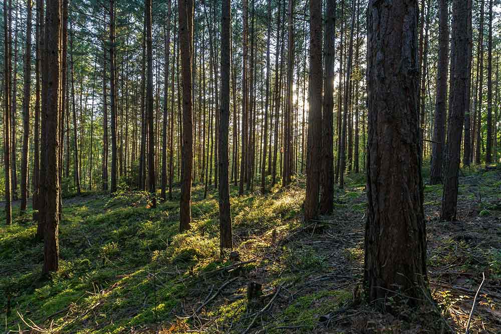 Den Wald mit allen Sinnen kennenlernen
