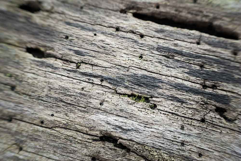 Die Eisfelder Stadtverwaltung, der Otto-Ludwig-Garten und der Borkenkäfer