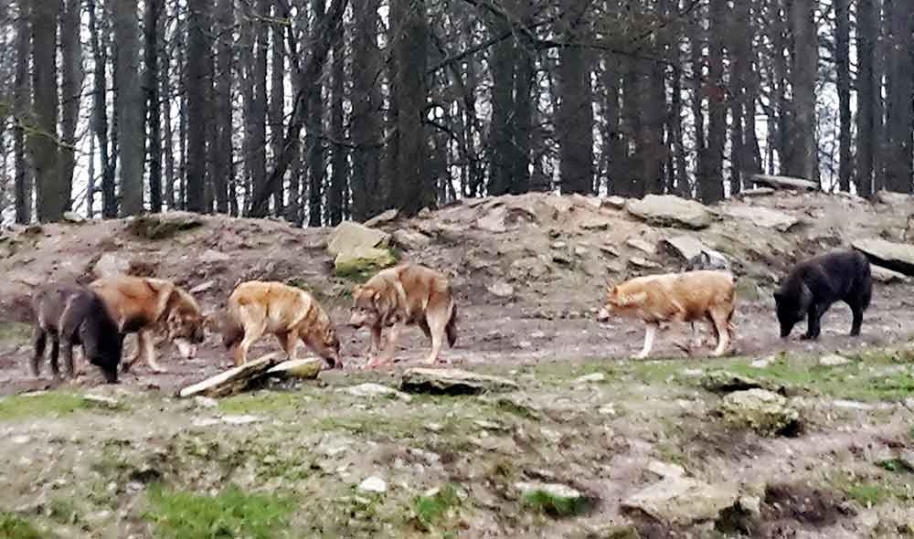 „Wolfsland Thüringen“ erregt die Gemüter