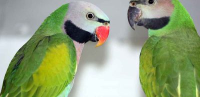 Vogelausstellung-Eisfeld