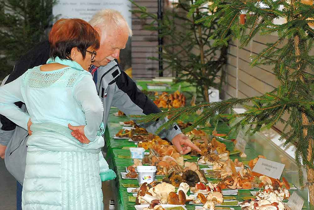 Pilzausstellung-Eisfeld-Grosse-Auswahl-an-heimischen-Pilzen