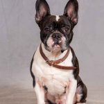 hagebau-Fotoshooting-Hund-02