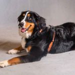 hagebau-Fotoshooting-Hund-07