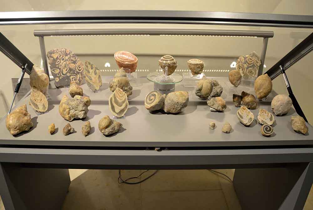 Schenkung von Fossilien und Mineralen an das Naturhistorische Museum Schleusingen