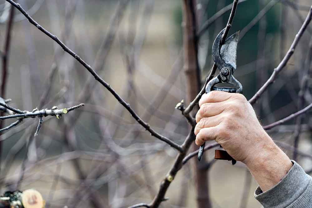 Annahme von Baum- und Strauchschnitt im Landkreis Hildburghausen