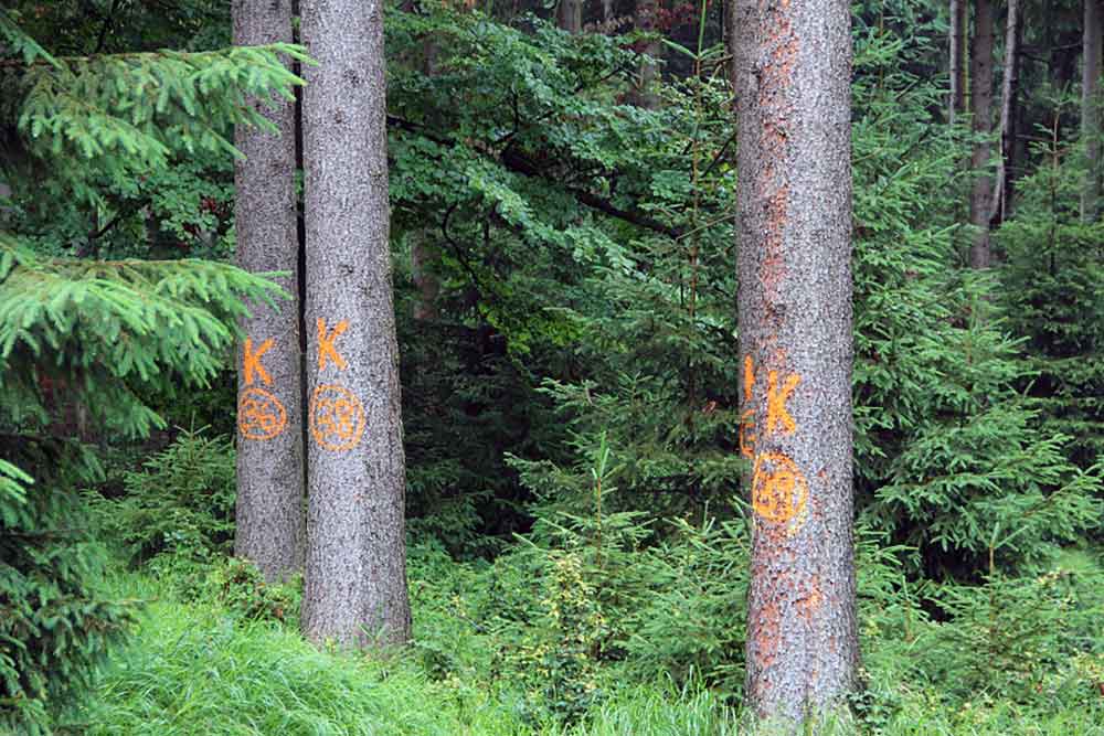 Sanierung von Borkenkäferschäden zwingt zu Umleitungen im Wald