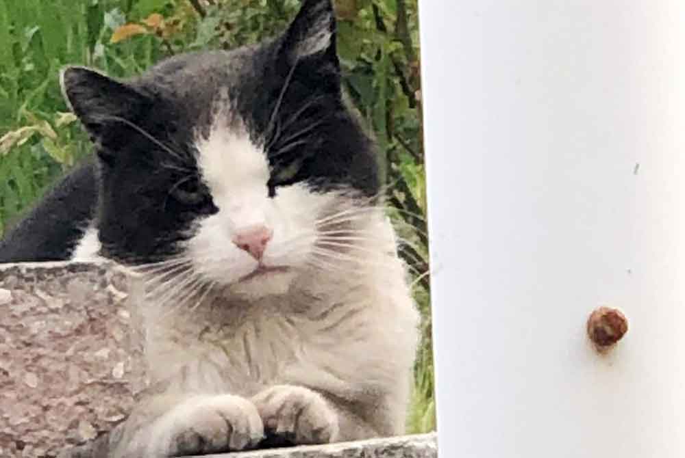 Kater in Schleusingen zugelaufen