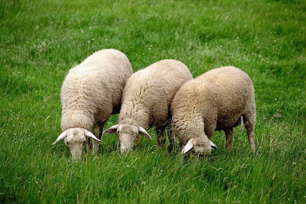 Drei Schafe haben in Hildburghausen für Aufsehen gesorgt: Dank der Polizei an alle Helfer