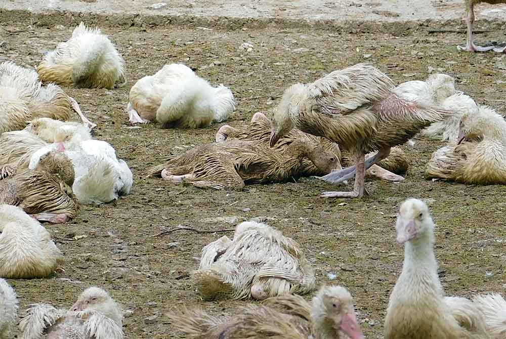 In Themar stinkt’s gewaltig! Umweltskandal rund um die Biogasanlagen in Themar und Henfstädt