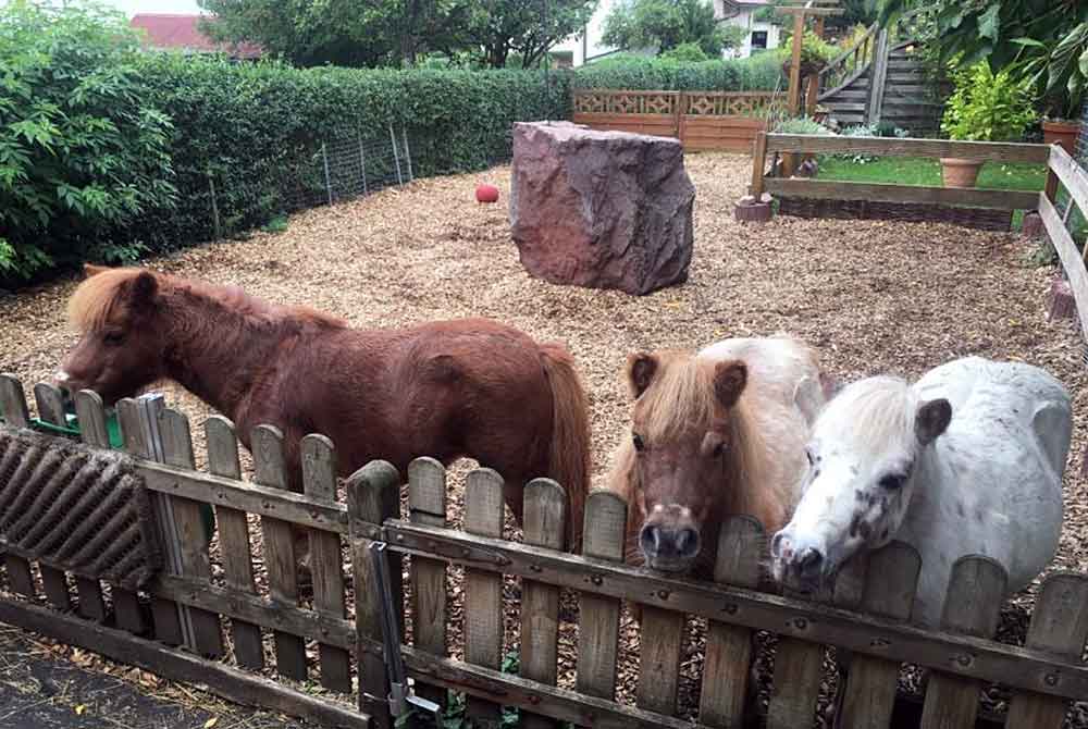 Warum? Und wie die Ponys trauern