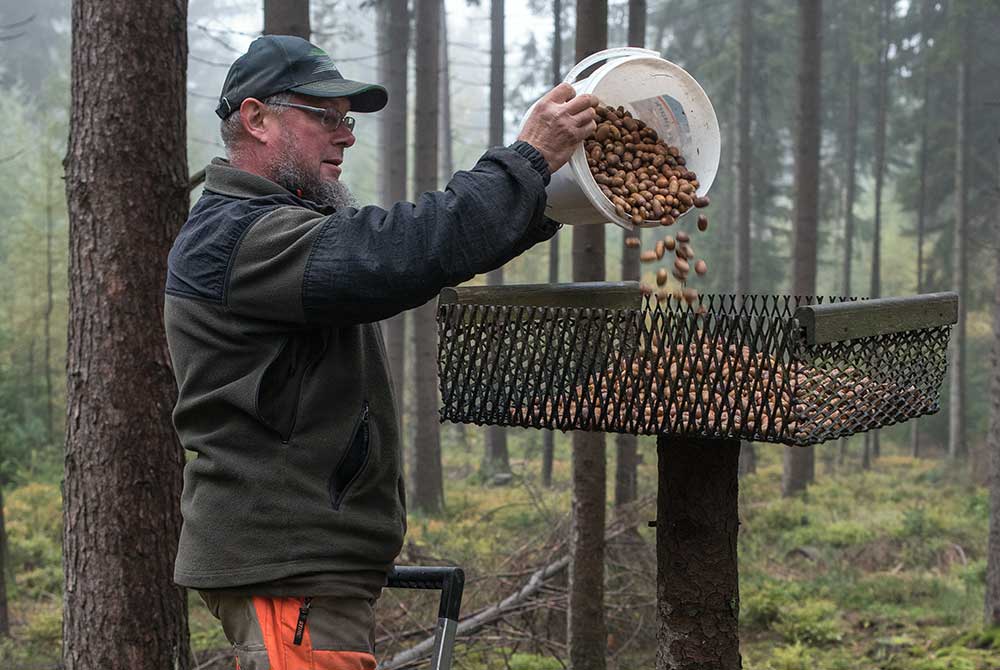 Eicheln sammeln für die Waldsaat im Stadtwald Hildburghausen