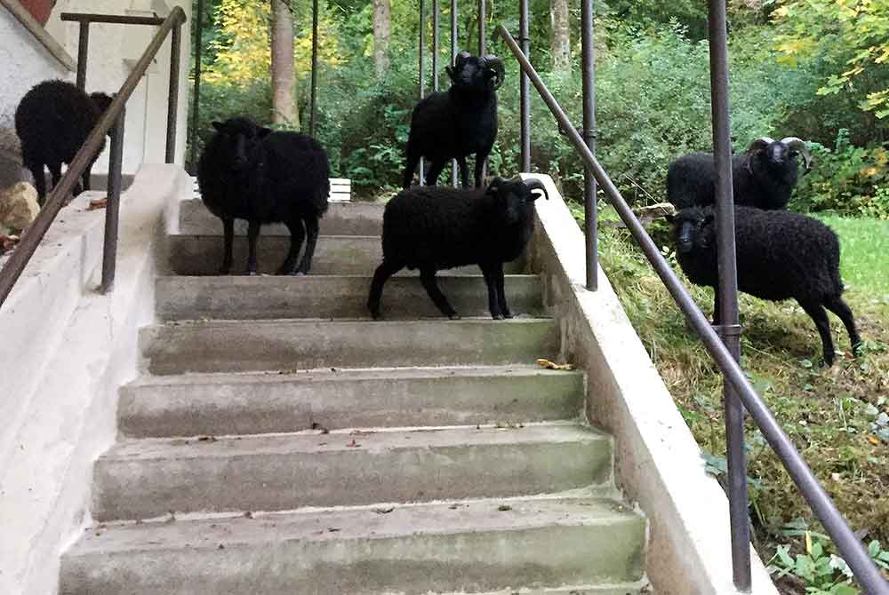 Schäfchen in Hildburghausen entwendet