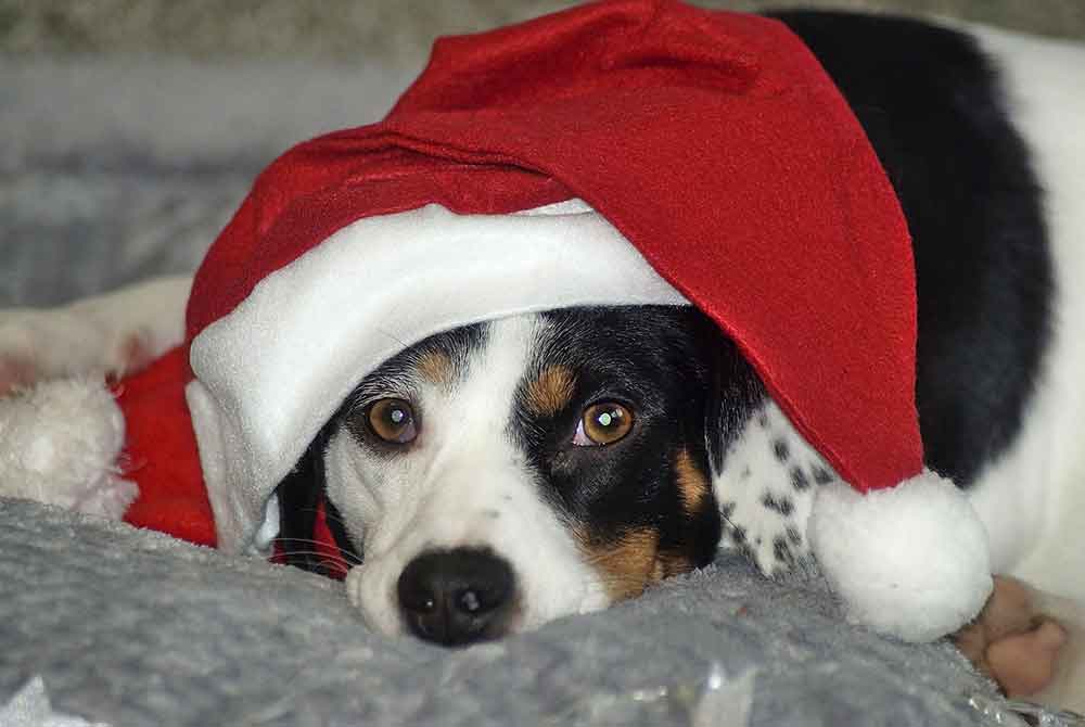 Nikolaus- und Weihnachtswünsche der in Obhut befindlichen Tiere des Tierschutzvereins Südthüringen