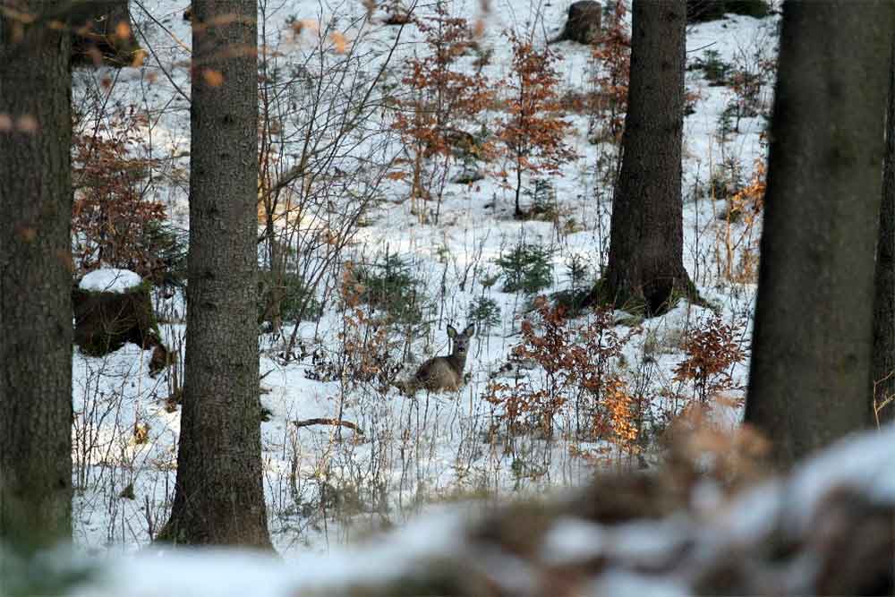 Ruhe im Winterwald