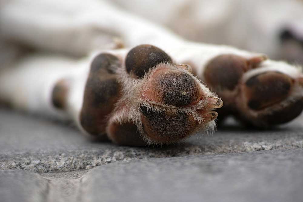 Wieder Giftköder in Schweickershausen ausgelegt – zwei Hunde tot