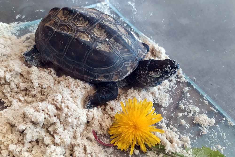 Schildkröte auf Abwegen